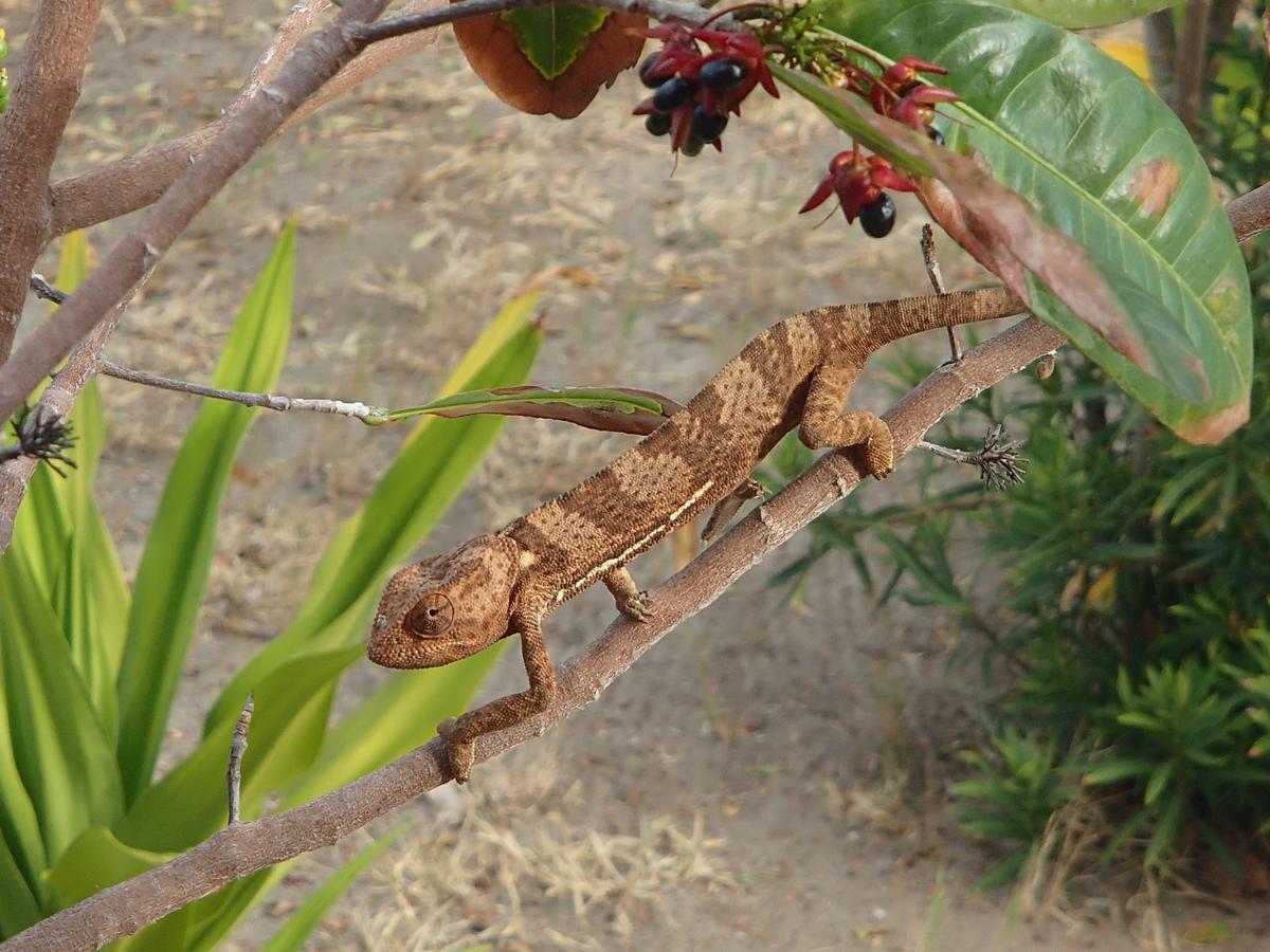 Kimbilio Lodge Kilwa Masoko Esterno foto